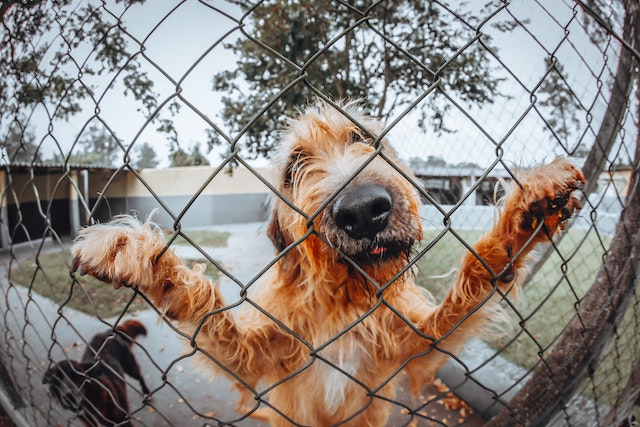 Should You Consider Puppy Daycare for Your Dog?